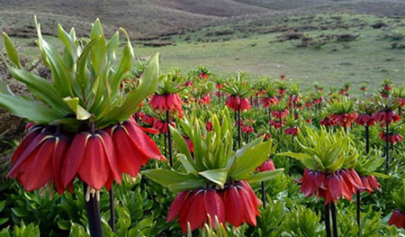 مکانهای تفریحی چهار محال و بختیاری دیدنی های چهار محال و بختیاری