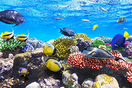 ماهی های دریای سرخ دریای سرخ, ماهی های دریای سرخ شمالی,عکس های دریای سرخ