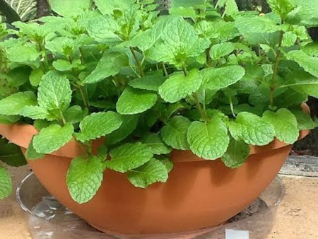 کاشت سبزیجات خانگی،نکاتی برای کاشت گیاهان در آشپزخانه آشنایی با گیاهانی برای آشپزخانه,طرز کاشت سبزیجات