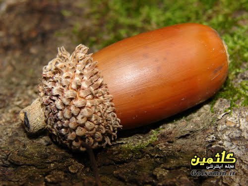 خواص درمانی بلوط