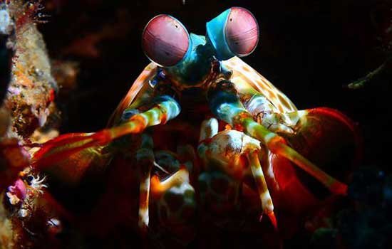 عکاس ماجراجو به اعماق دریا رفت, عکس های حیرت انگیز از جانوران زیر آب