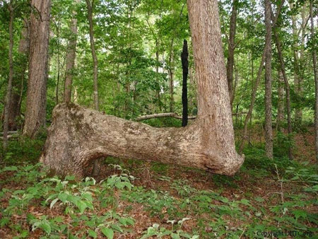 تصاویری از درختان جالب و غیرعادی در آمریکا, عجیب