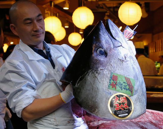 مردی ژاپنی یک ماهی تن را با قیمت عجیب 2 میلیارد تومان خریداری کرد, سرگرمی
