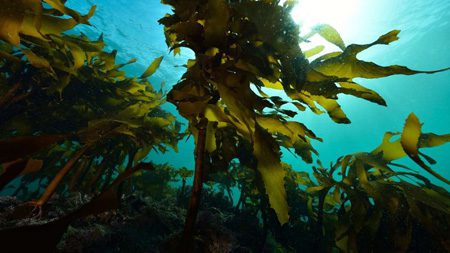 آیا جلبک های دریایی به اجداد اولیه ما کمک کردند؟, علمی و فناوری