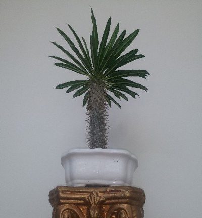 راهنمای نگهداری از نخل ماداگاسکار