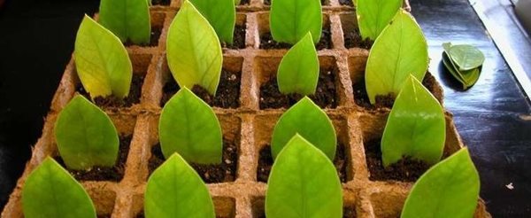 پرورش و تکثیر زاموفیلیا با قلمه برگ پرورش و تکثیر زاموفیلیا