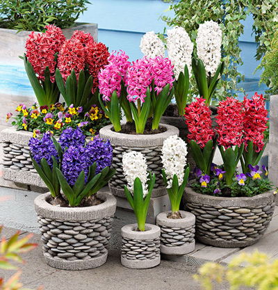 خرید گل سنبل،کاشت و خرید گل سنبل نکاتی برای خرید گل سنبل, نکته هایی برای خرید گل سنبل