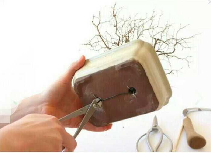 چند نکته مهم درباره پرورش بونسای چند نکته مهم درباره پرورش بونسای